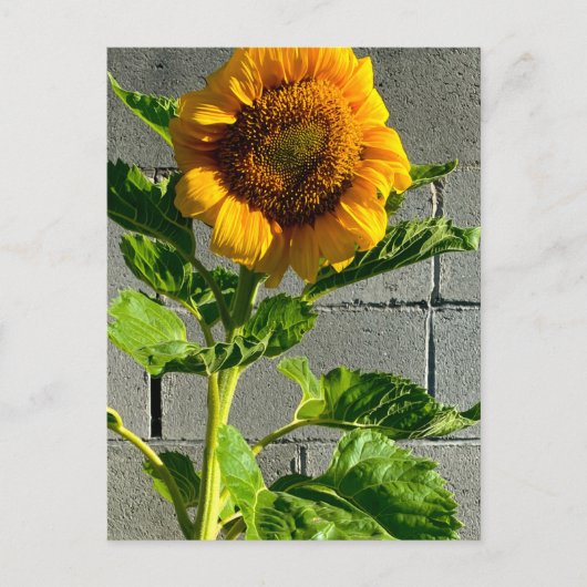 Carte postale Sunflower (Devant)