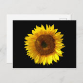 Carte postale Sunflower (Devant / Derrière)