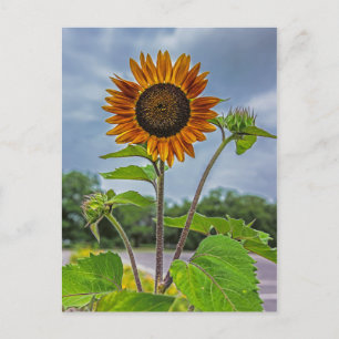 Carte postale Sunflower
