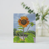 Carte postale Sunflower (Debout devant)