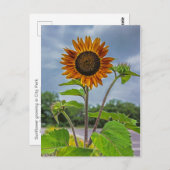 Carte postale Sunflower (Devant / Derrière)