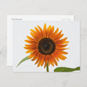 Carte postale Sunflower (Devant / Derrière)