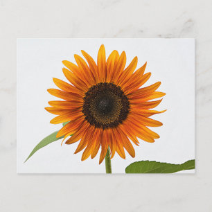 Carte postale Sunflower