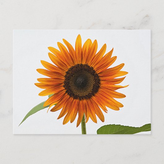 Carte postale Sunflower (Devant)