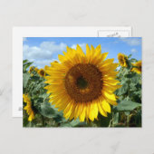 Carte postale Sunflower (Devant / Derrière)