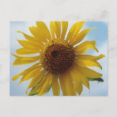 Carte postale Sunflower (Devant)