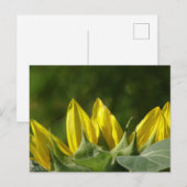 Carte postale Sunflower do-it-yourself (Devant / Derrière)
