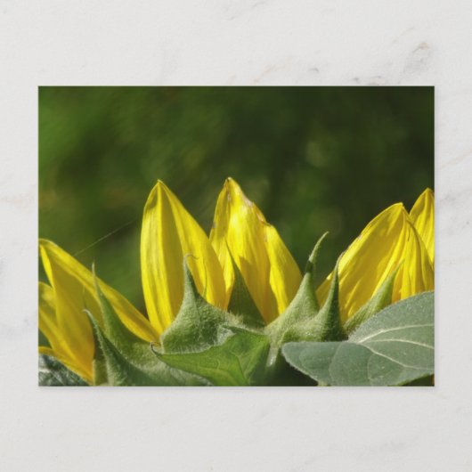Carte postale Sunflower do-it-yourself (Devant)