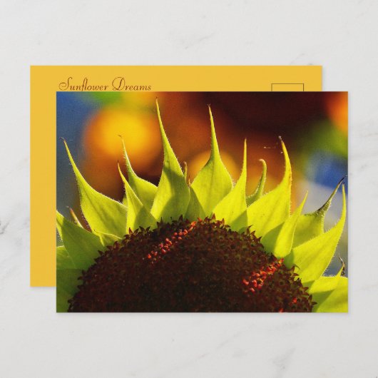 Carte postale Sunflower Dreams (Devant / Derrière)