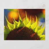 Carte postale Sunflower Dreams (Devant)