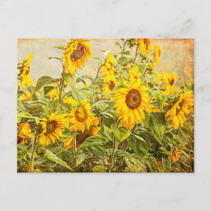 Carte Postale Sunflower Field