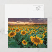 Carte Postale Sunflower Field à Longmont, Colorado (Devant / Derrière)