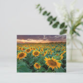 Carte Postale Sunflower Field à Longmont, Colorado (Debout devant)