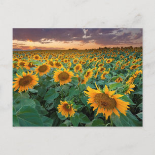 Carte Postale Sunflower Field à Longmont, Colorado