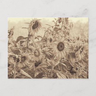 Carte Postale Sunflower Field Vintage Sepia Tons Art