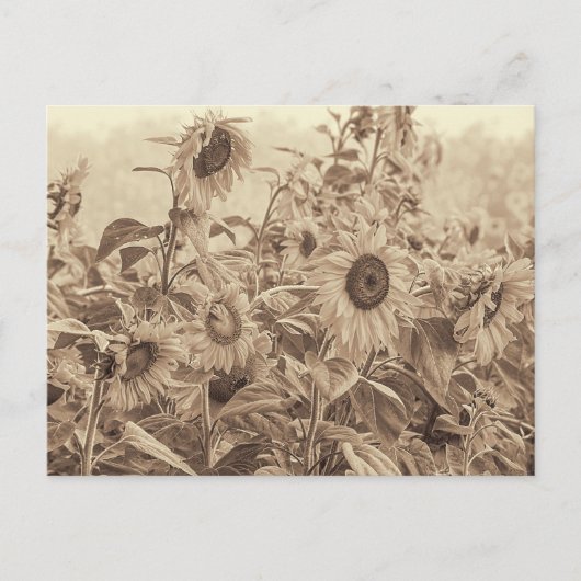 Carte Postale Sunflower Field Vintage Sepia Tons Art (Devant)