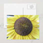 Carte postale Sunflower jaune (Devant / Derrière)