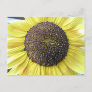 Carte postale Sunflower jaune