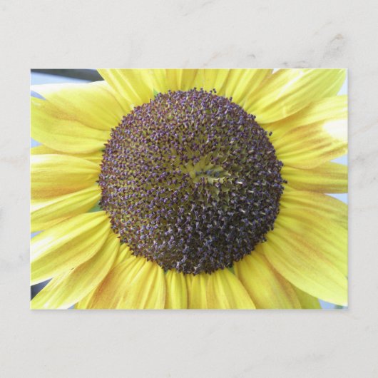 Carte postale Sunflower jaune (Devant)