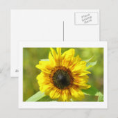 Carte postale Sunflower jaune (Devant / Derrière)