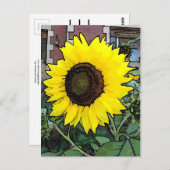 Carte Postale Sunflower large yellow (Devant / Derrière)