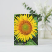 Carte Postale Sunflower ：Postcard (Debout devant)