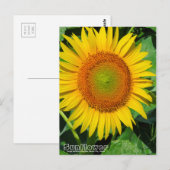 Carte Postale Sunflower ：Postcard (Devant / Derrière)