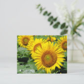 Carte Postale Sunflower :Postcard (Debout devant)
