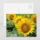 Carte Postale Sunflower :Postcard (Devant / Derrière)