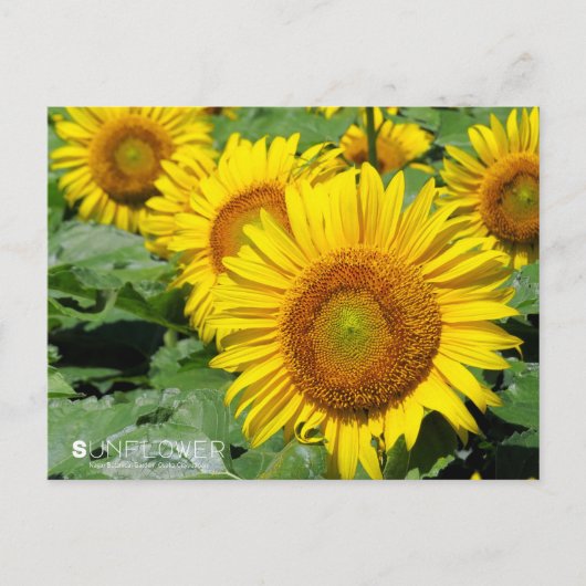 Carte Postale Sunflower :Postcard (Devant)