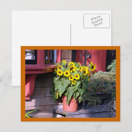 Carte postale Sunflower Pot (Devant / Derrière)