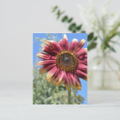 Carte postale Sunflower rouge (Debout devant)
