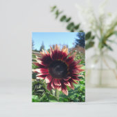 Carte postale Sunflower rouge (Debout devant)