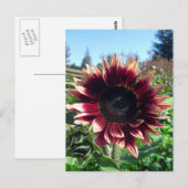 Carte postale Sunflower rouge (Devant / Derrière)
