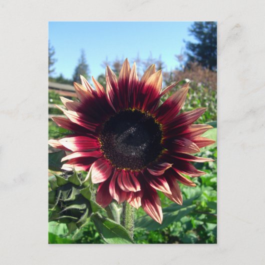 Carte postale Sunflower rouge (Devant)