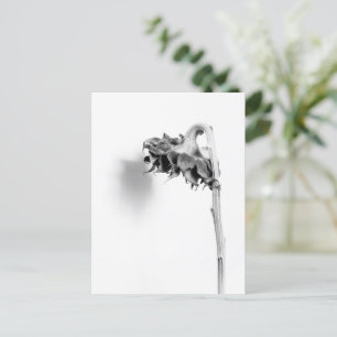 Carte Postale Sunflower Still Life noir et blanc