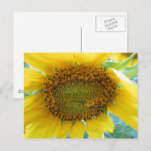 Carte Postale Sunflower Summer Series (Devant / Derrière)