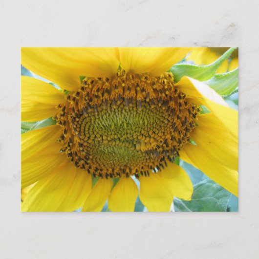 Carte Postale Sunflower Summer Series (Devant)