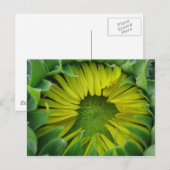Carte Postale Sunflower Summer Series (Devant / Derrière)