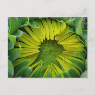 Carte Postale Sunflower Summer Series