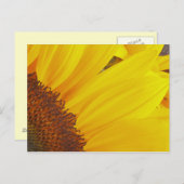 Carte postale Sunflower Sun (Devant / Derrière)