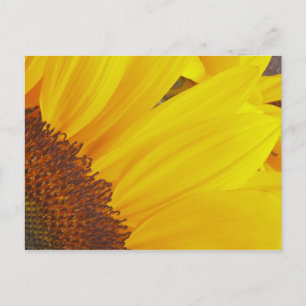 Carte postale Sunflower Sun