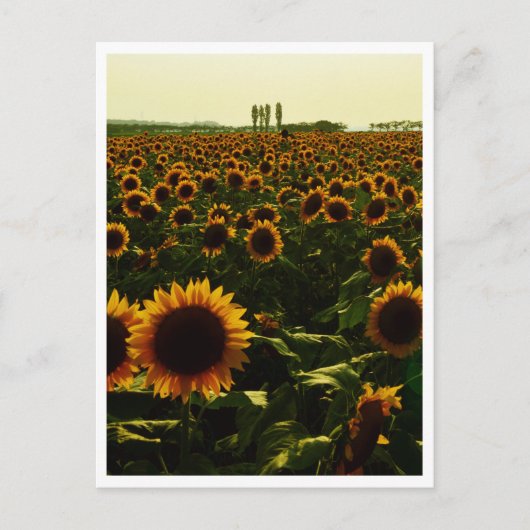 Carte Postale Sunflower Sunset, Sakura City, Japon (Devant)