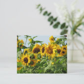Carte Postale Sunflowers (Debout devant)