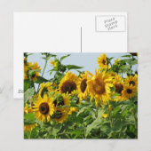 Carte Postale Sunflowers (Devant / Derrière)