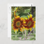 Carte postale SunFlowers (Devant / Derrière)