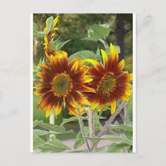 Carte postale SunFlowers (Devant)