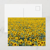 CARTE POSTALE SUNFLOWERS (Devant / Derrière)