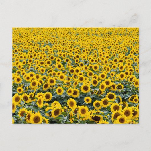 CARTE POSTALE SUNFLOWERS (Devant)