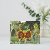 Carte postale SunFlowers 2 (Debout devant)